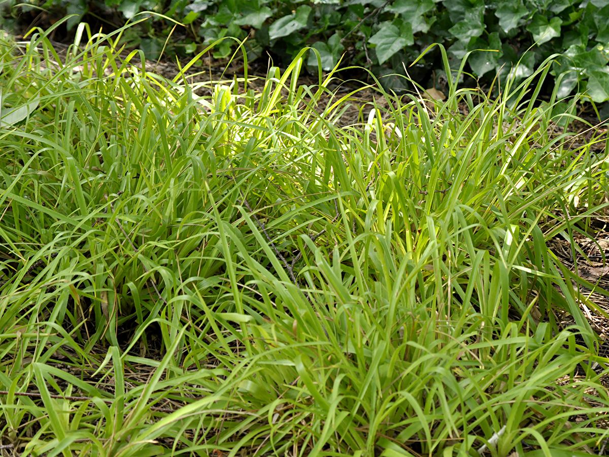 Goldene Waldmarbel Wintergold