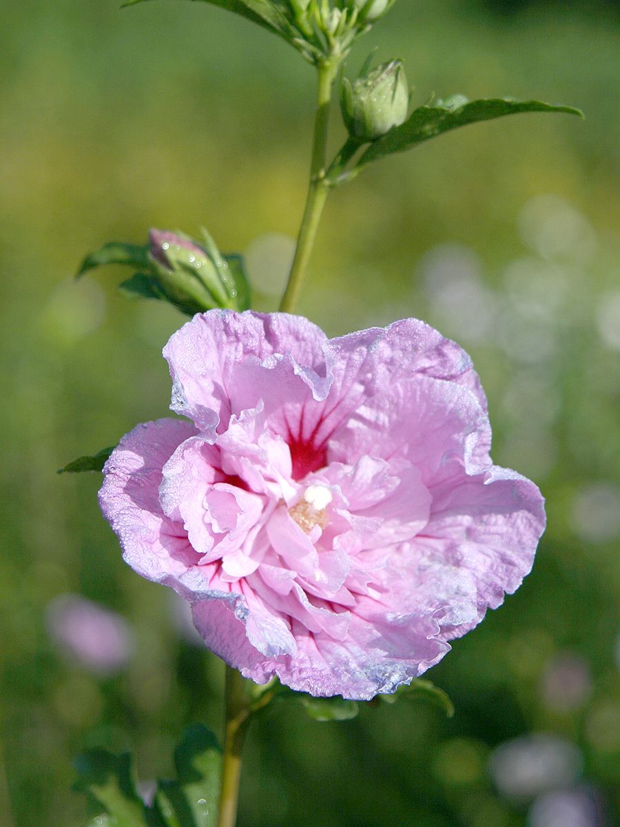 Hibiskus Lavender Chiffon