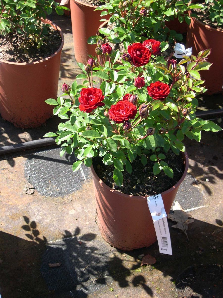 Prince Meillandina® Zwergrose Prince Meillandina® Zwergrose