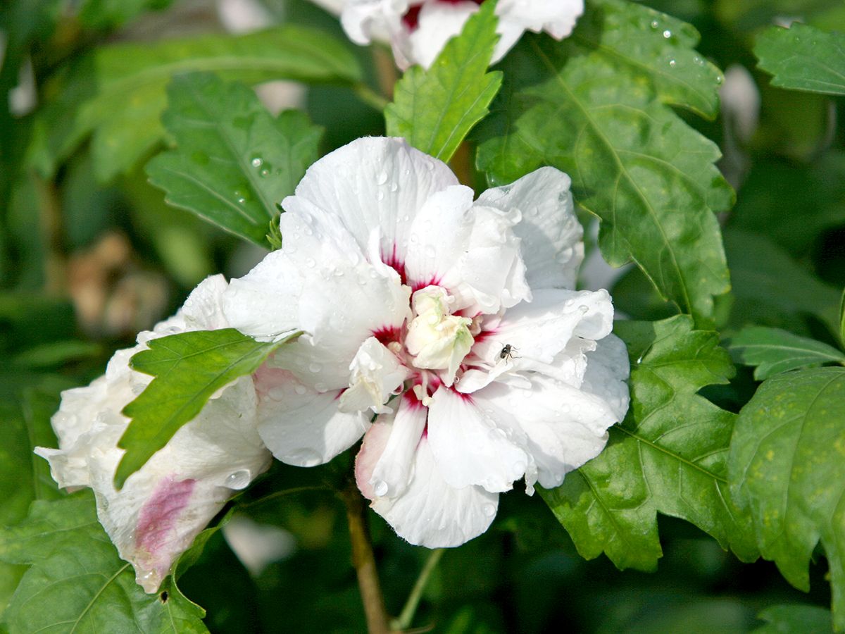 Hibiskus Speciosus Hibiskus Speciosus