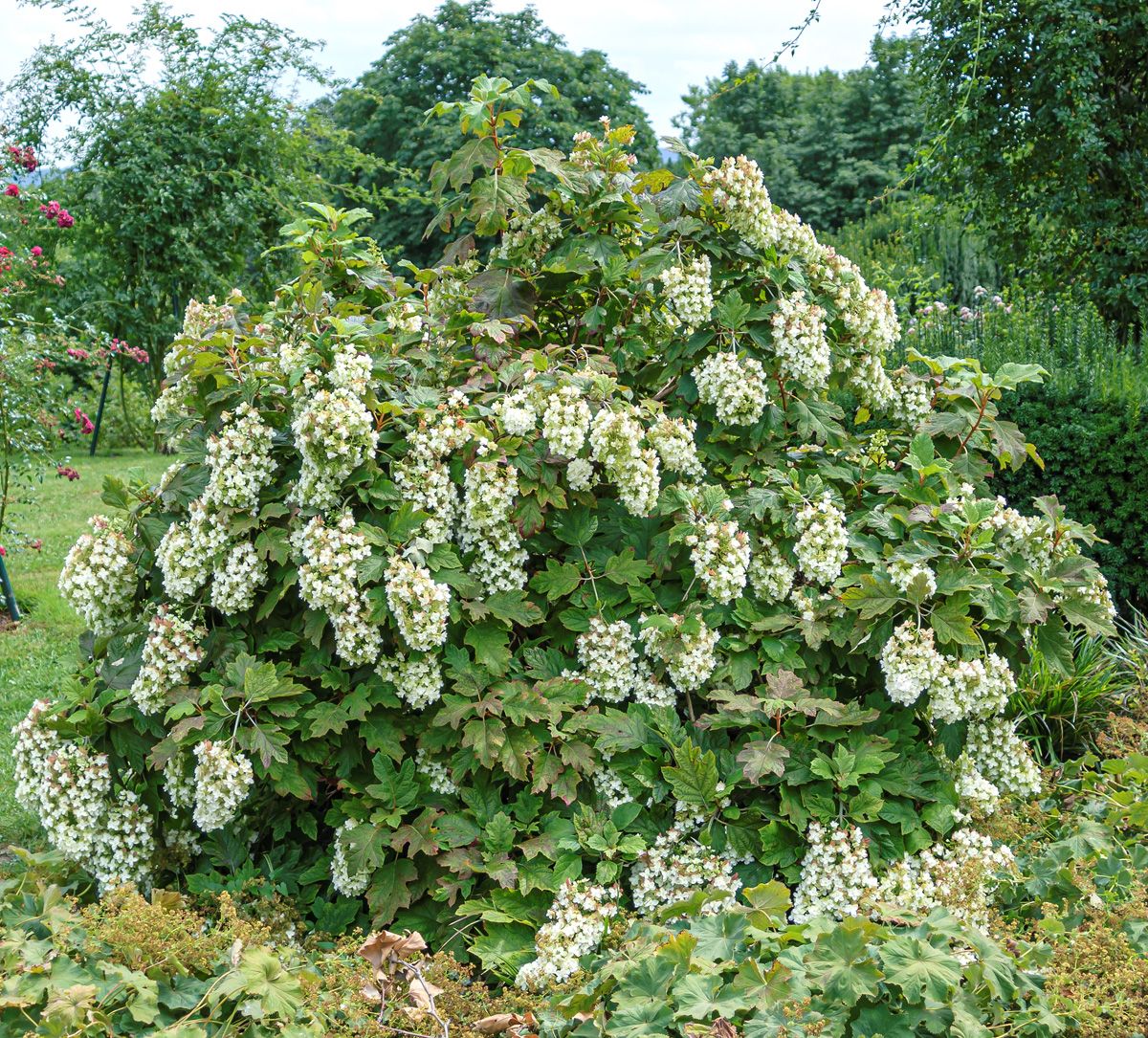 Eichenblättrige Hortensie Snowflake