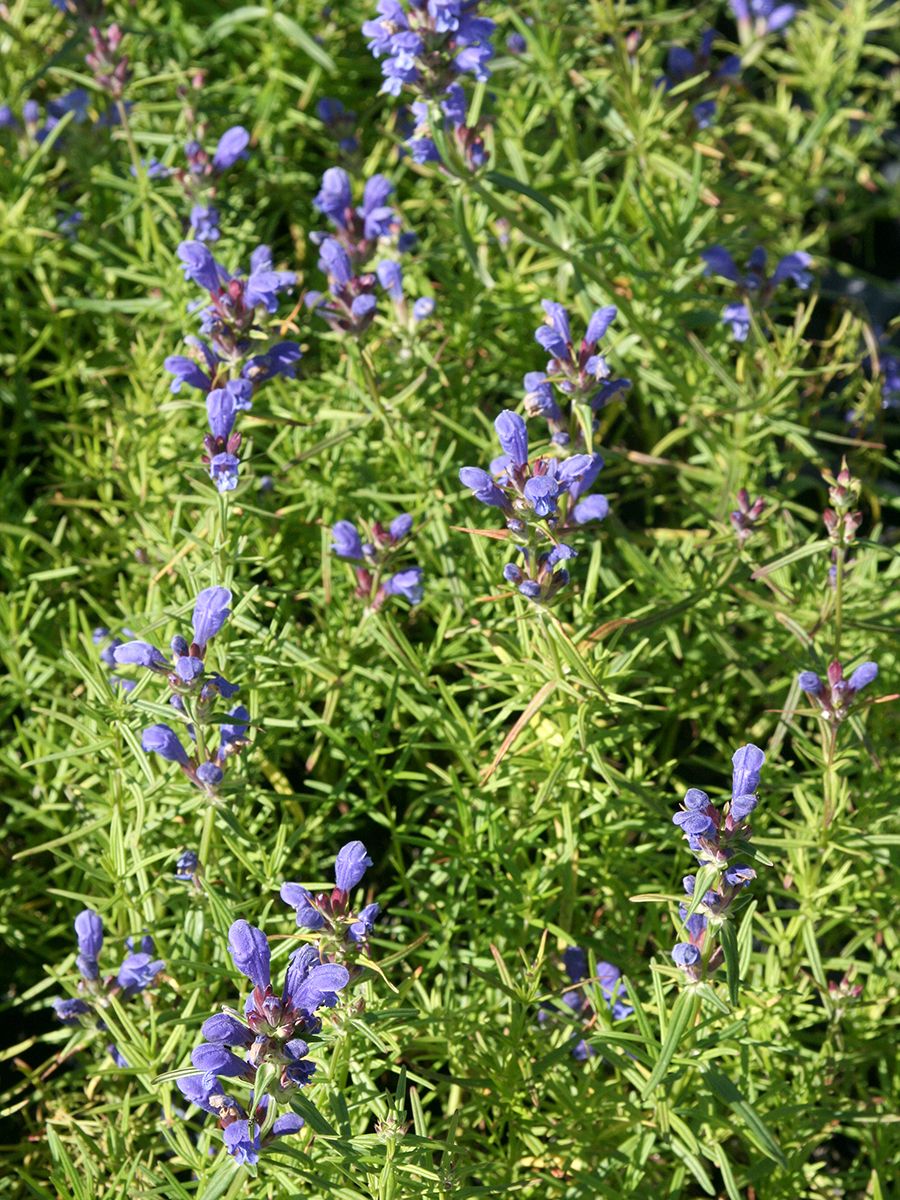 Drachenkopf Drachenkopf