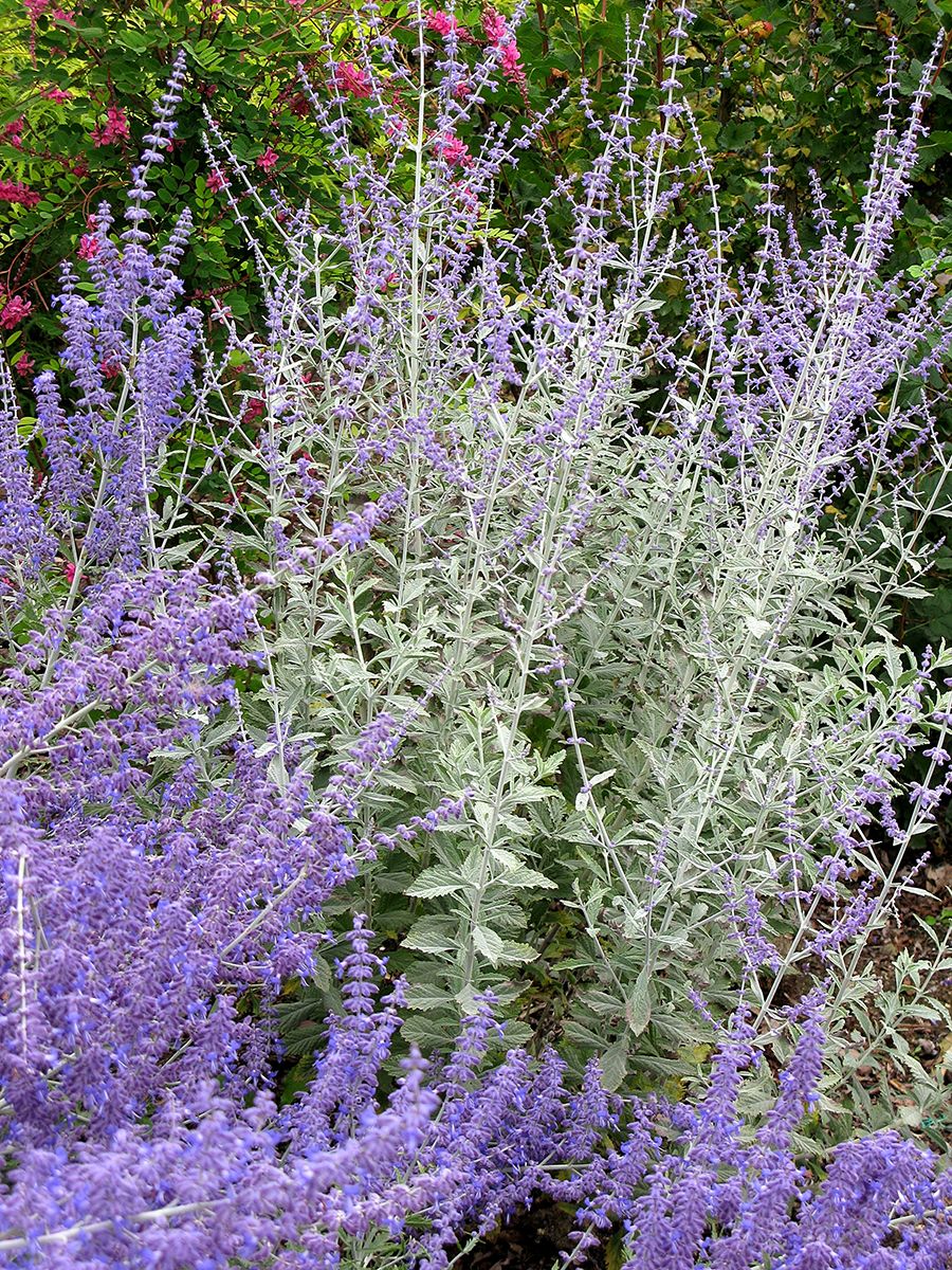 Silberstrauch Silvery Blue®