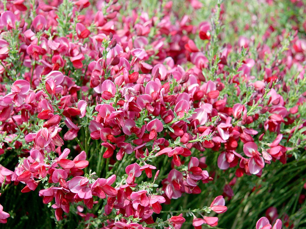 Besenginster Boskoop Ruby