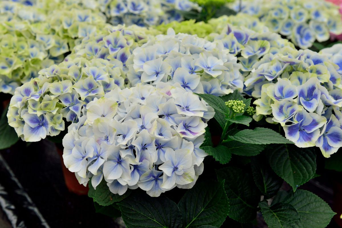 Gartenhortensie Bavaria Gartenhortensie Bavaria