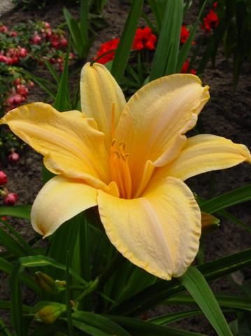 Taglilie Ruffled Apricot