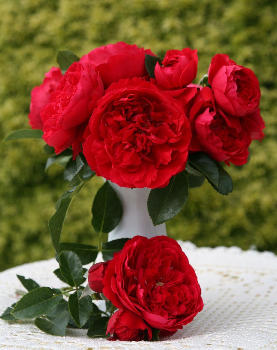 Florentina Kletterrose Florentina Kletterrose