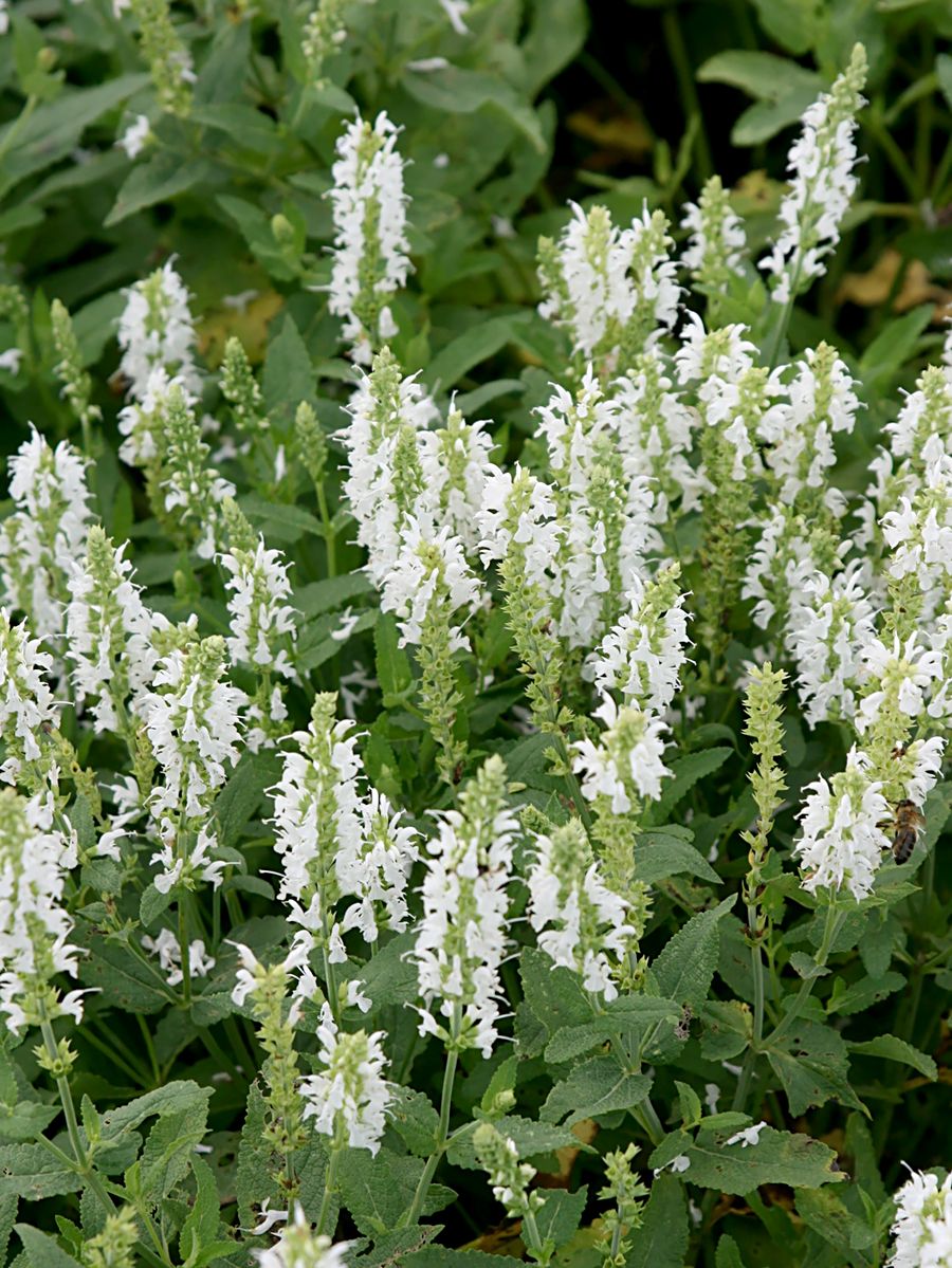 Steppensalbei, Sommersalbei Schneehügel