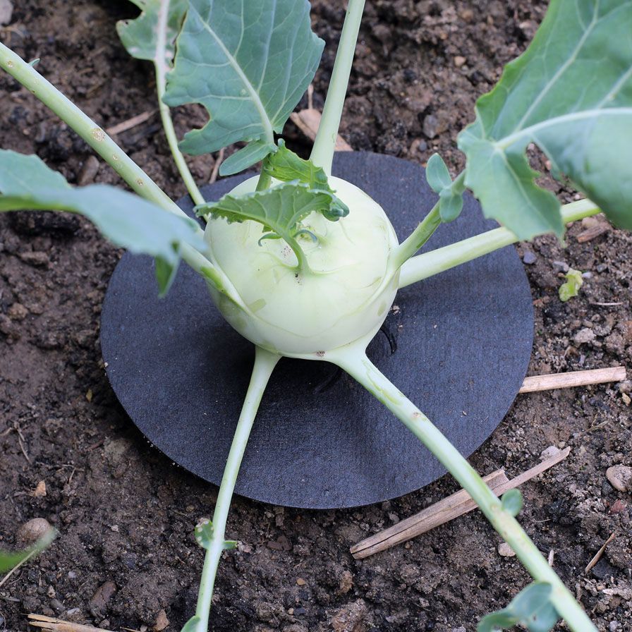 Kohl - Kragen 25 Stück