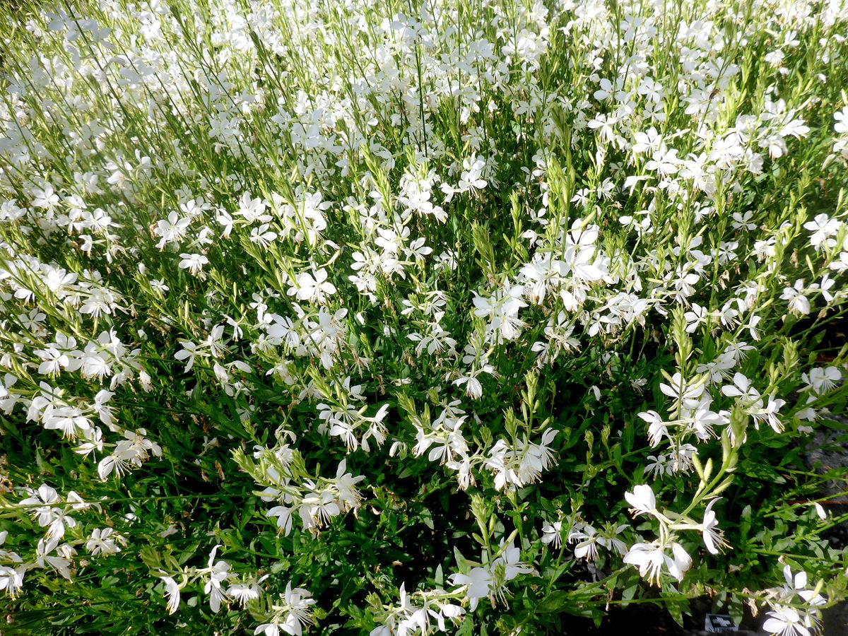 Prachtkerze Snowbird Prachtkerze Snowbird