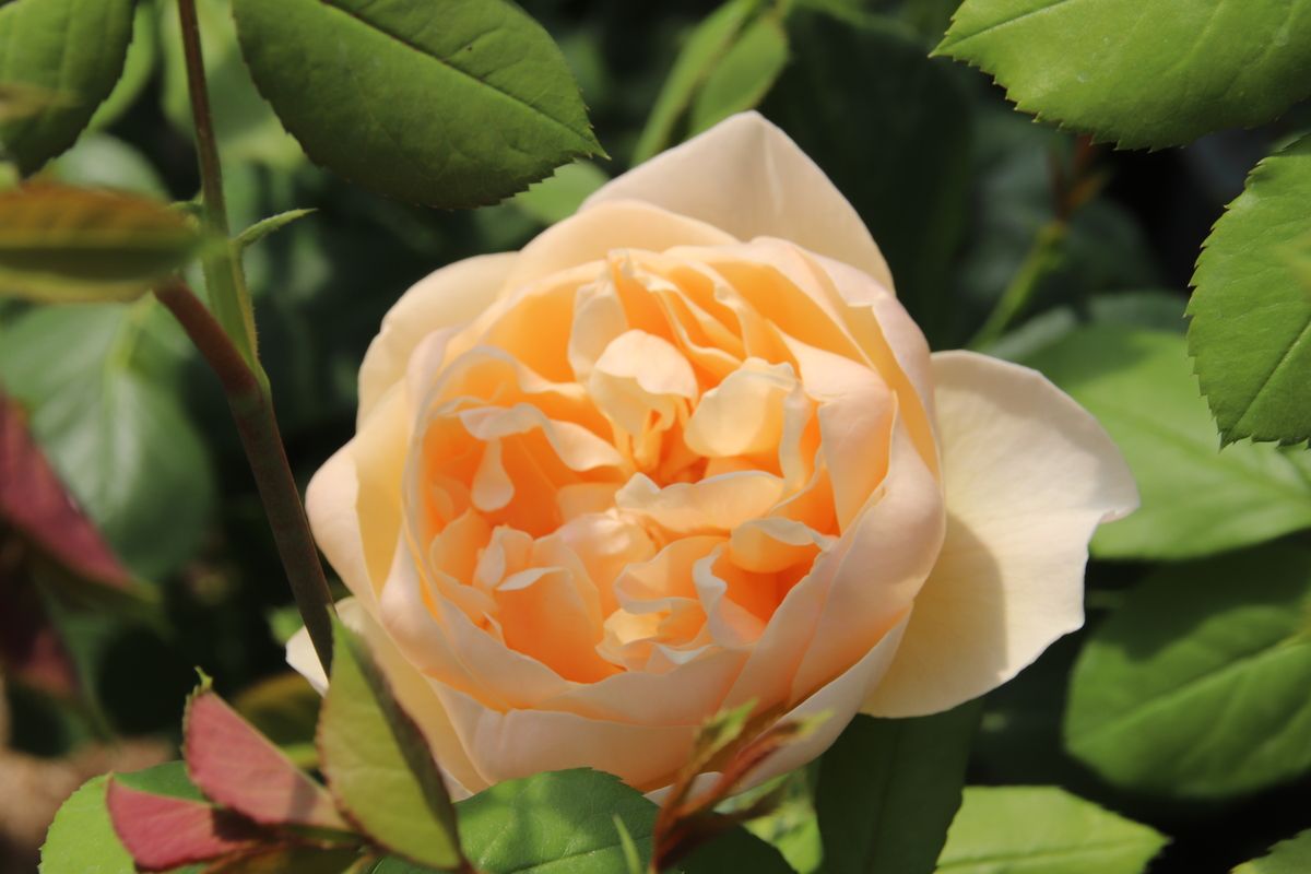 Rose Roald Dahl® Englische Strauchrose