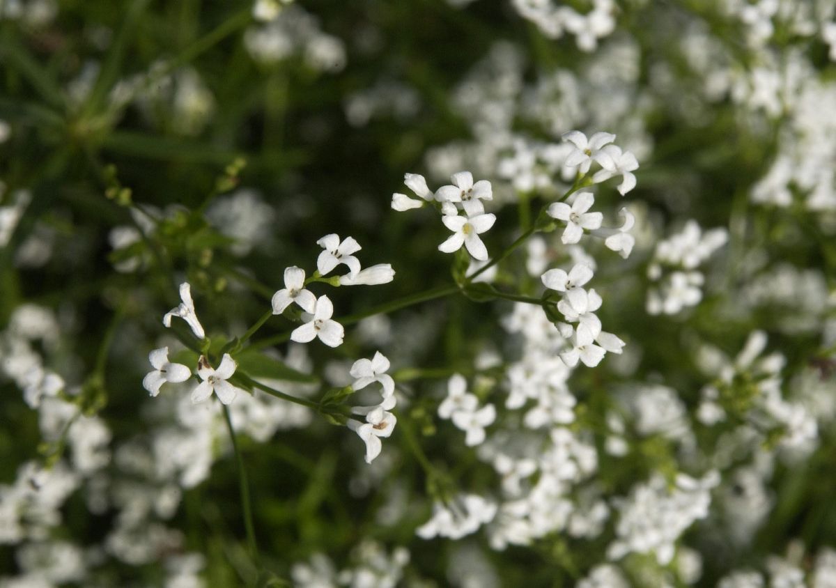 Färberwaldmeister Färberwaldmeister