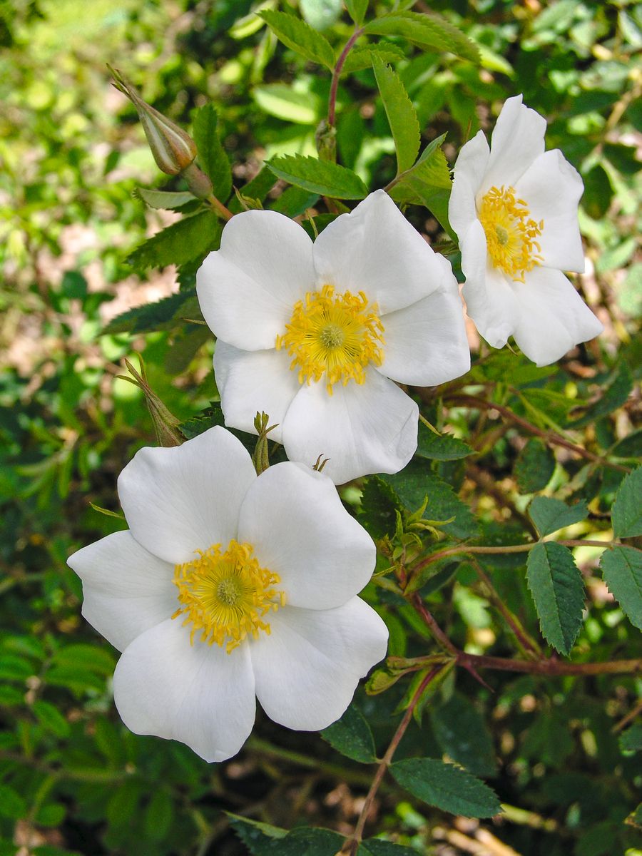 Buschrose, Heckenrose