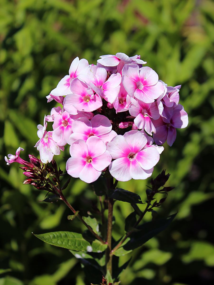 Flammenblume Europa Flammenblume Europa