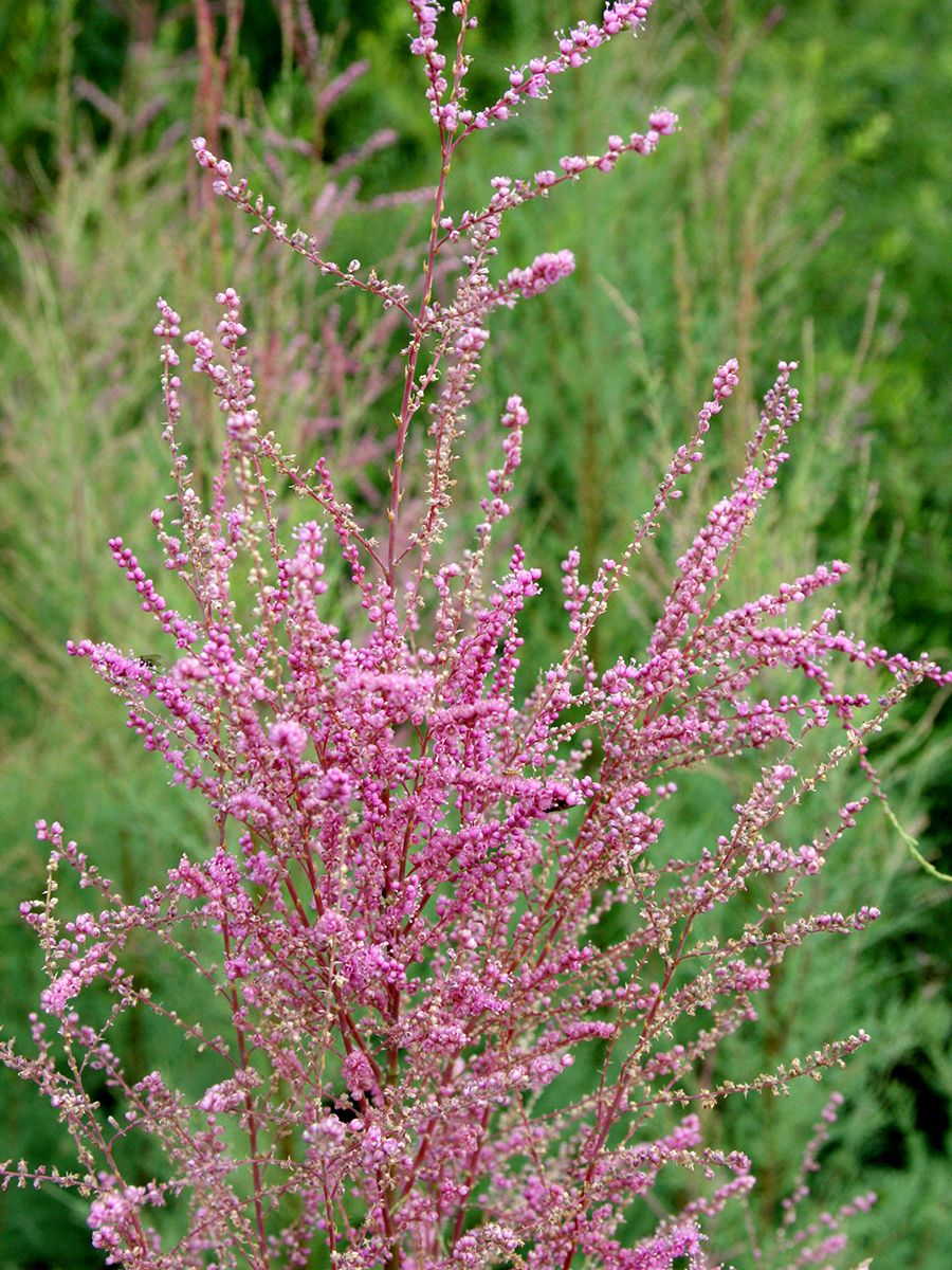 Sommertamariske