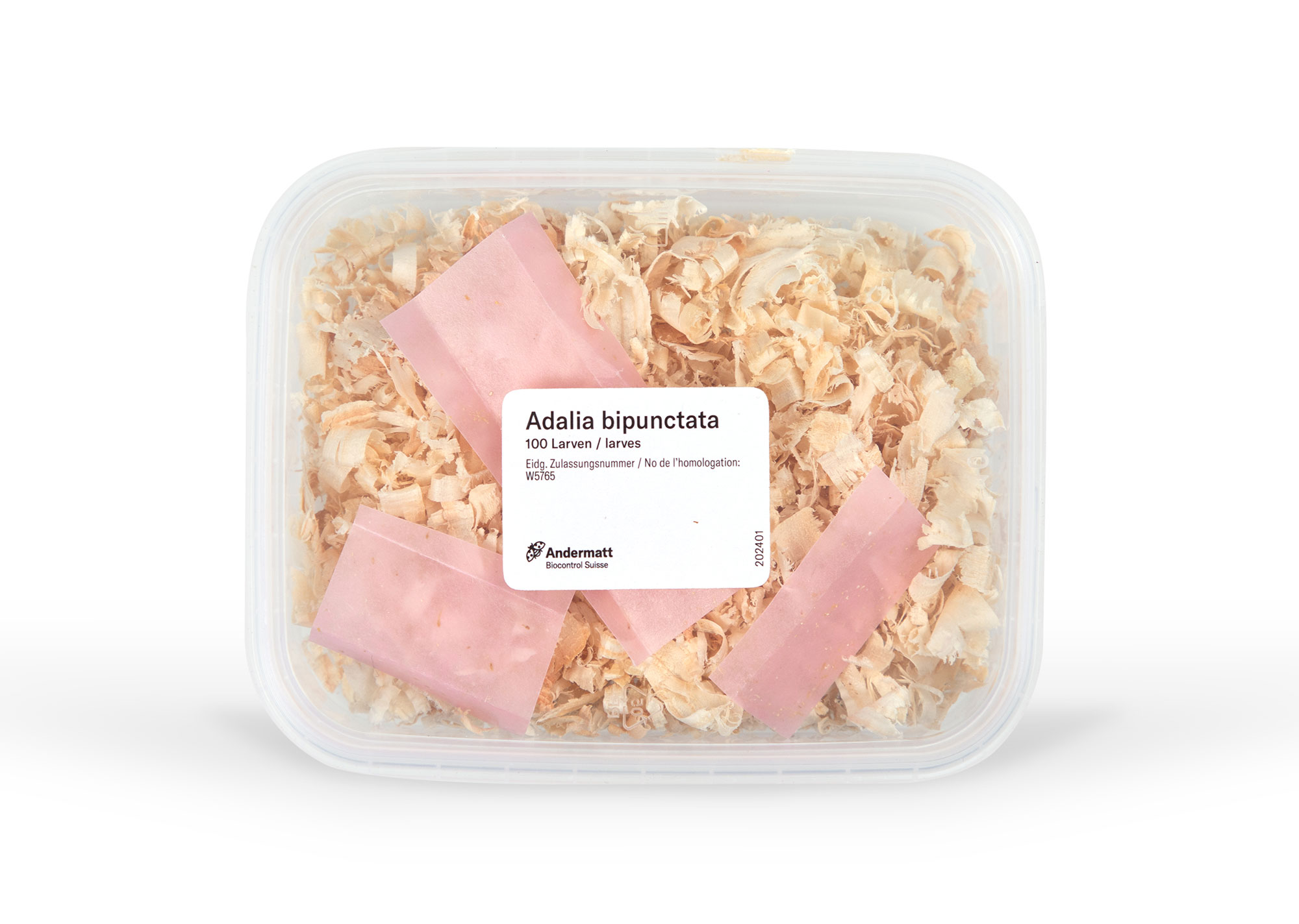 Adalia Marienkäfer & Marienkäferlarven