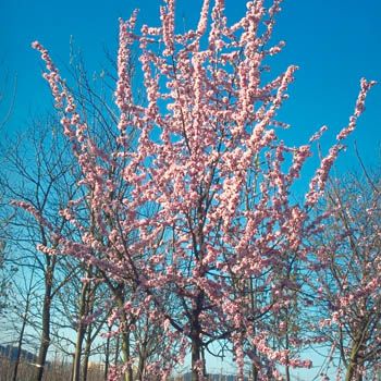 Rotblättriger Schlehdorn Rosea Rotblättriger Schlehdorn Rosea