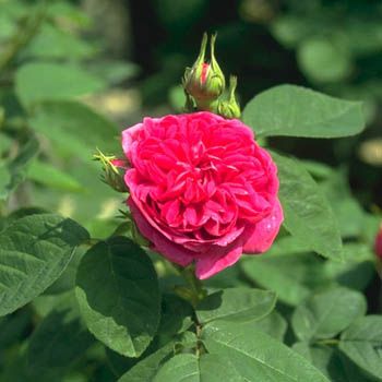 Rose de Resht Strauchrose (Damaszener Rose, anspruchslos, leichter Duft)