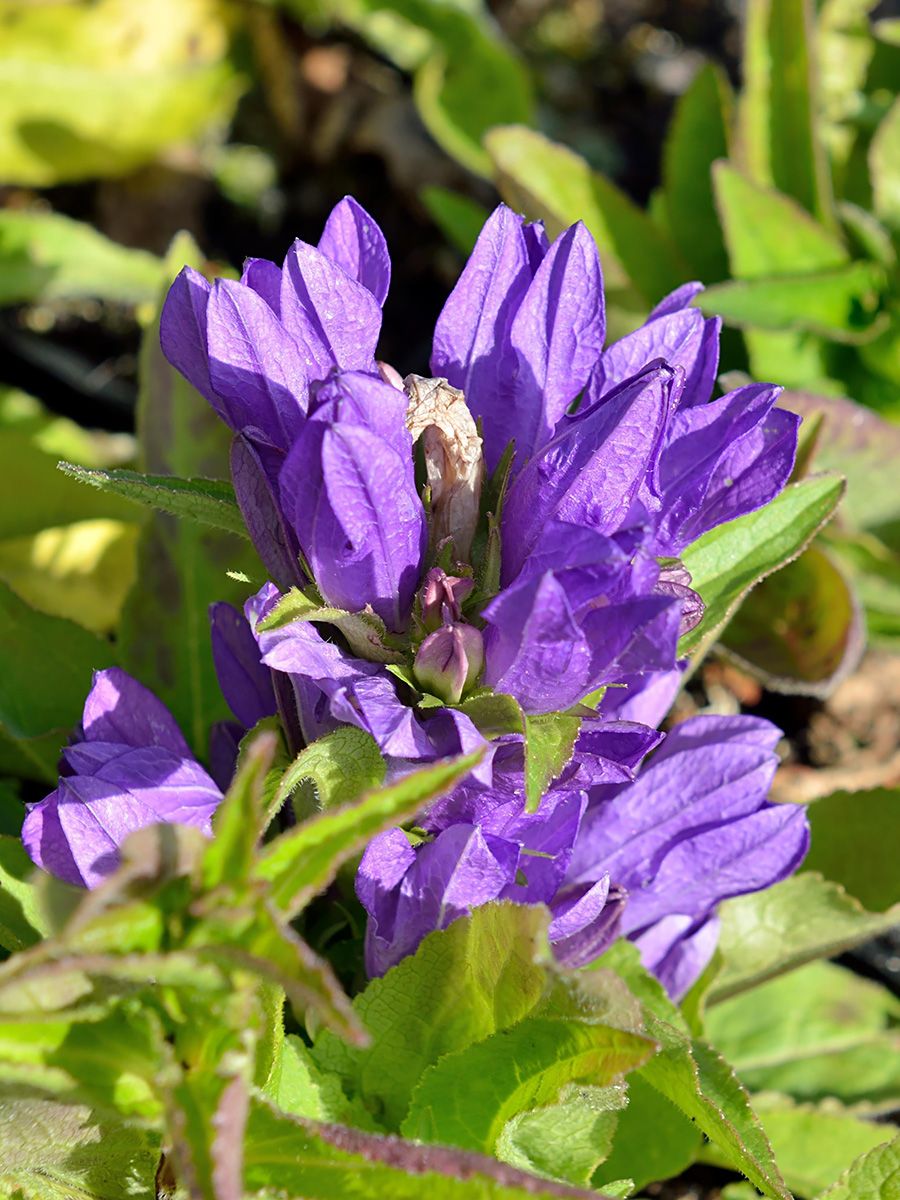 Knäuelglockenblume Superba
