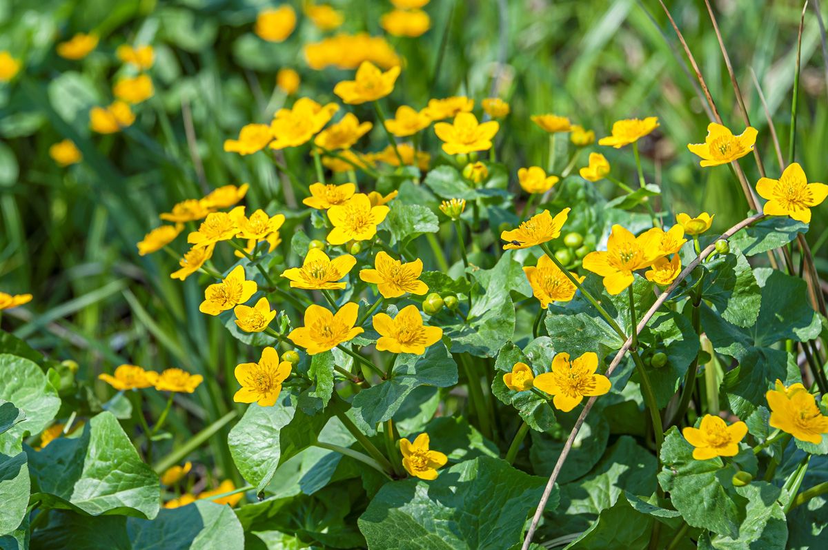 Sumpfdotterblume