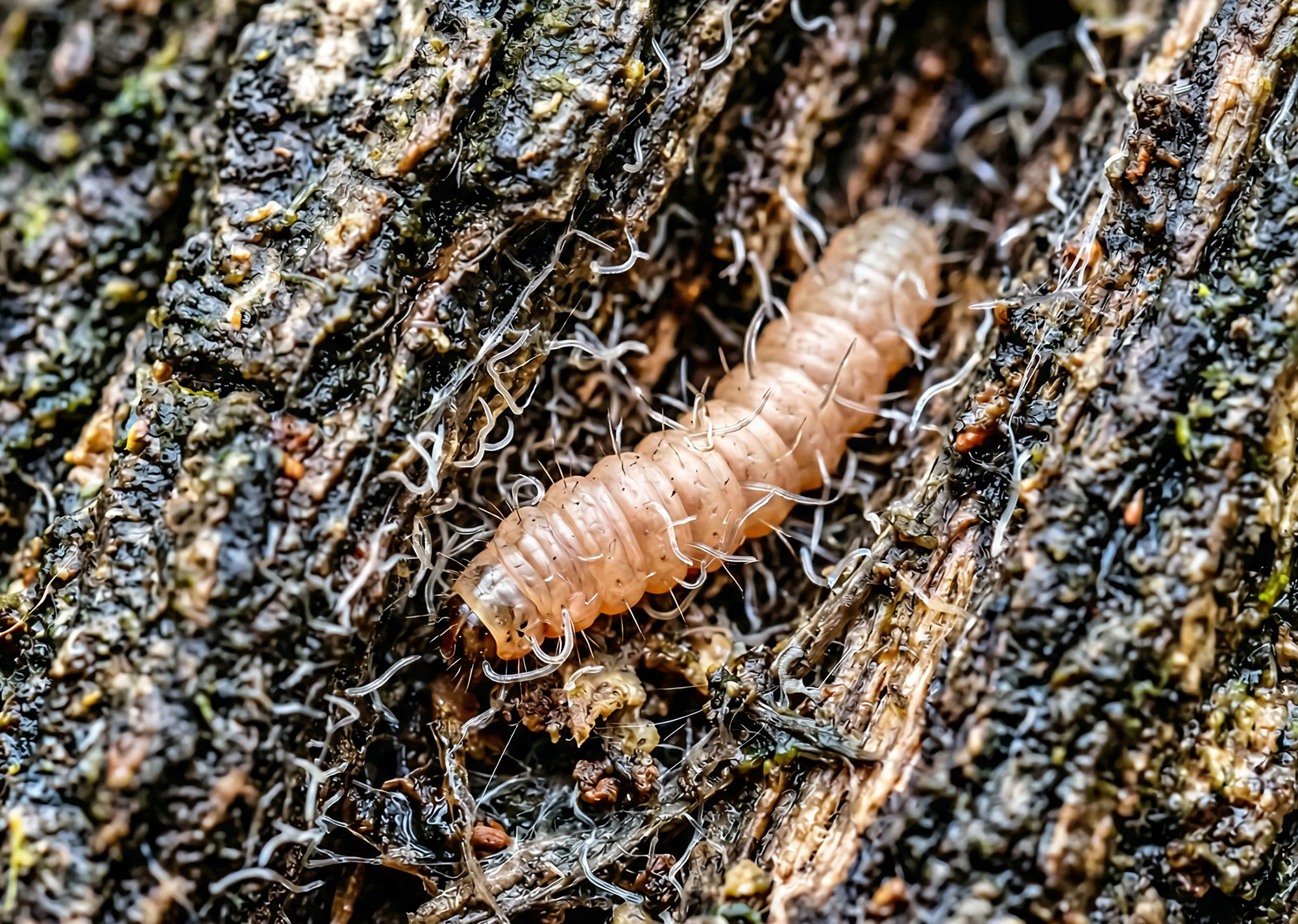 Madonem Nematoden