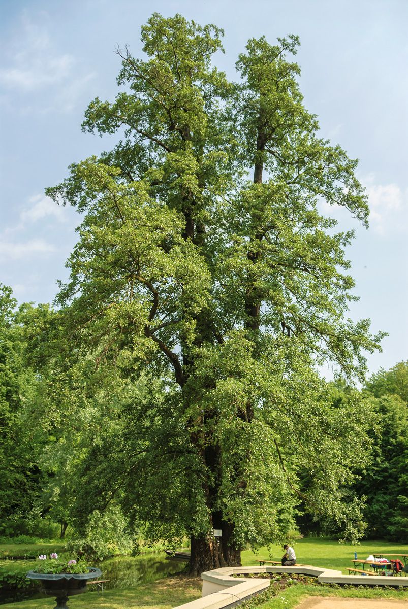 Schwarzerle Schwarzerle