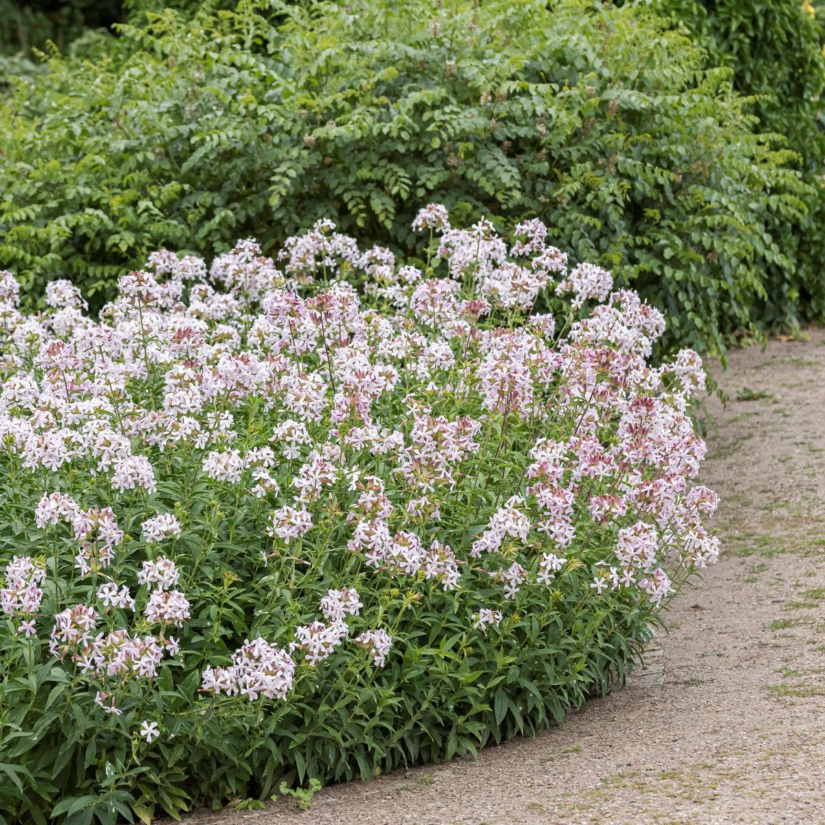 Gemeines Seifenkraut, Seifenwurz Gemeines Seifenkraut, Seifenwurz