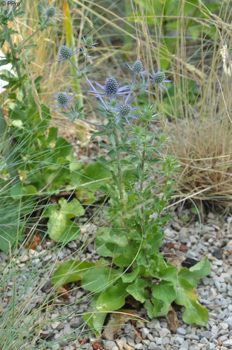 Flachblättriger Mannstreu Blauer Zwerg