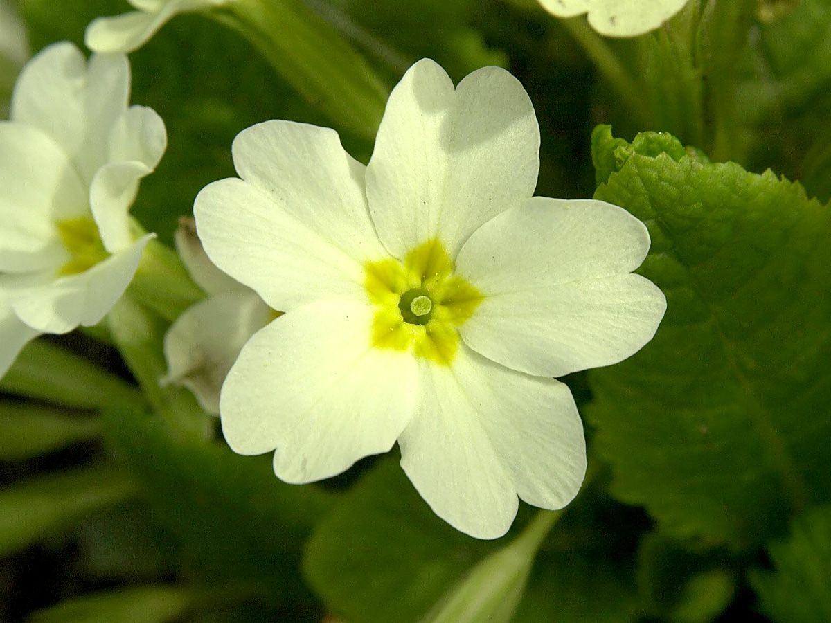 Kissenprimel