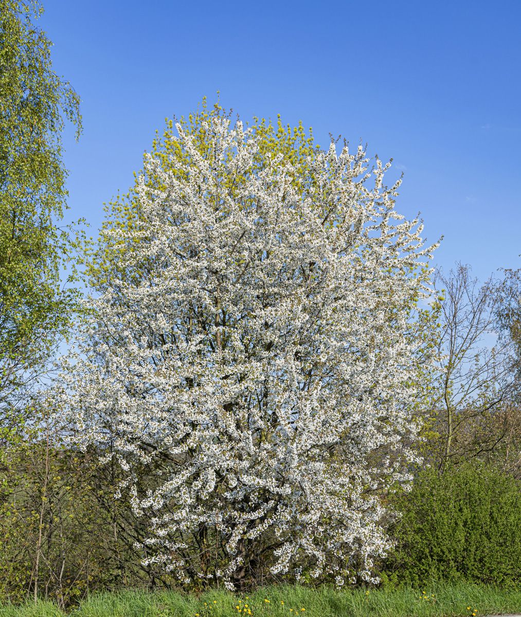 Süsskirsche, Vogelkirsche Süsskirsche, Vogelkirsche