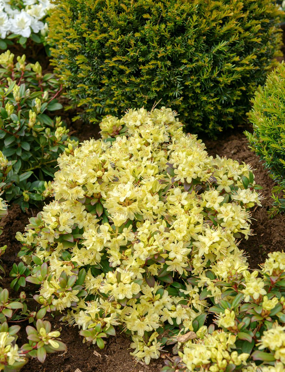 Zwergrhododendron Princess Anne