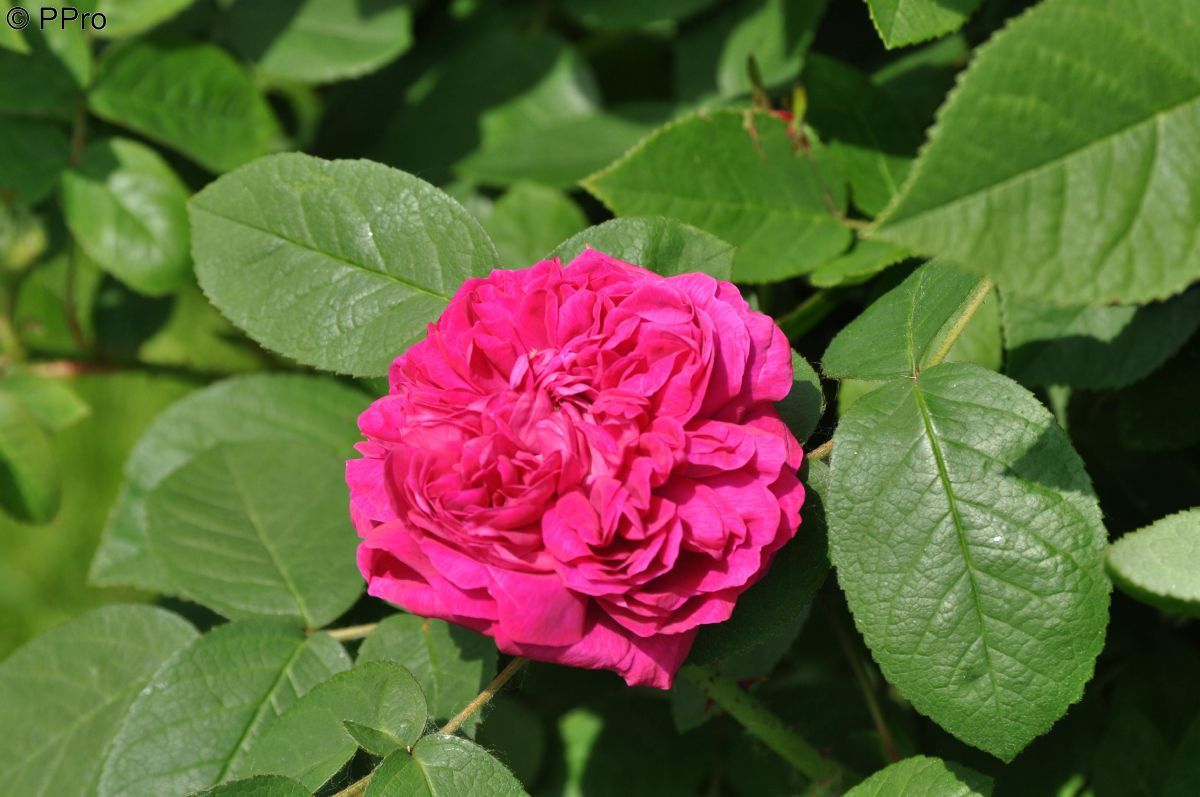 Rose de Resht Strauchrose (Damaszener Rose, anspruchslos, leichter Duft)