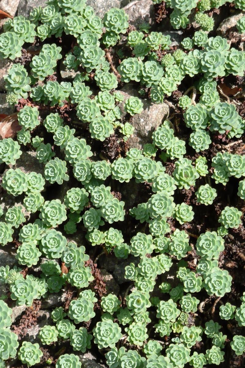 Dickrosettige Fetthenne