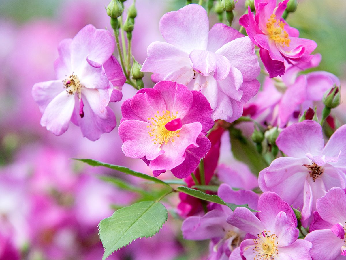 Lavender Dream® Boden- und flächendeckende Rose (anspruchslos, leichter Duft)