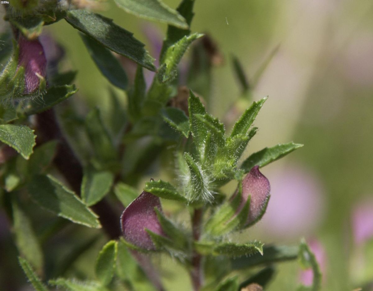 Kriechende Hauhechel Kriechende Hauhechel