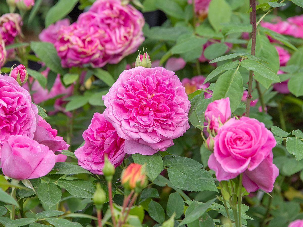 Gertrude Jekyll® Romantische Rose (Englische Rose, starker Duft)