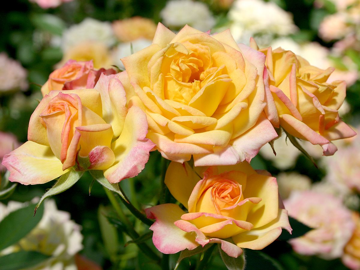 Little Sunset® Miniatur-/Patiorose (anspruchslos) Little Sunset® Miniatur-/Patiorose (anspruchslos)