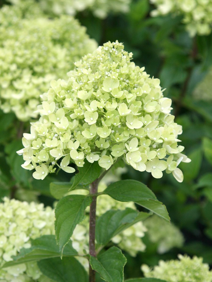 Zwergrispenhortensie Little Lime®