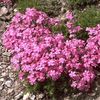 Teppichphlox Daniel's Cushion