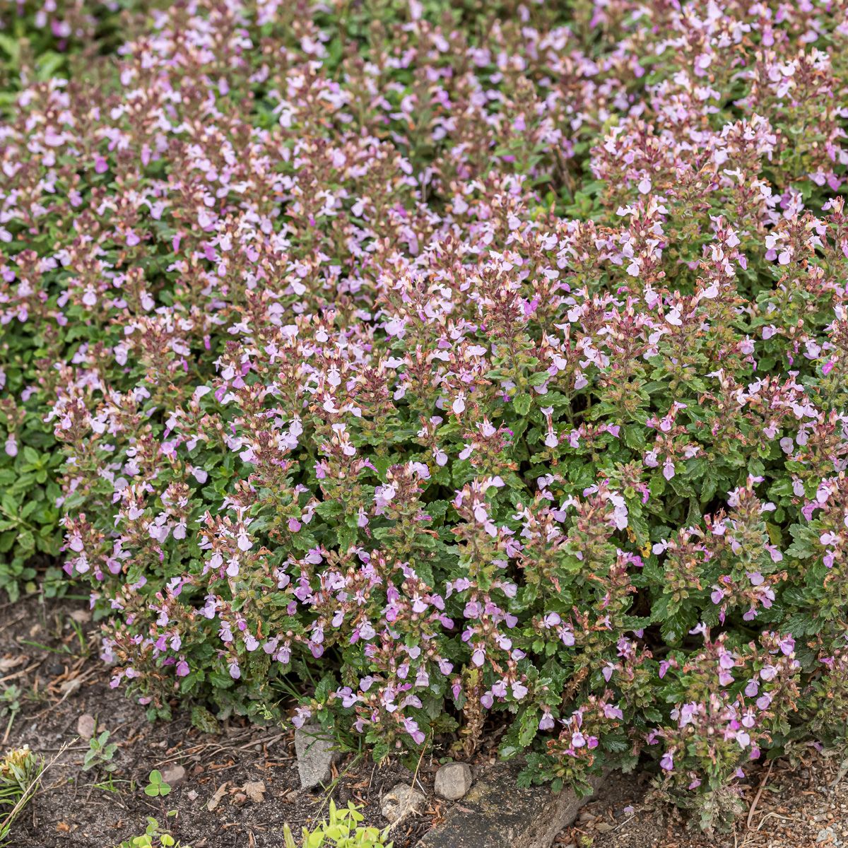 Gartengamander, Edelgamander Gartengamander, Edelgamander