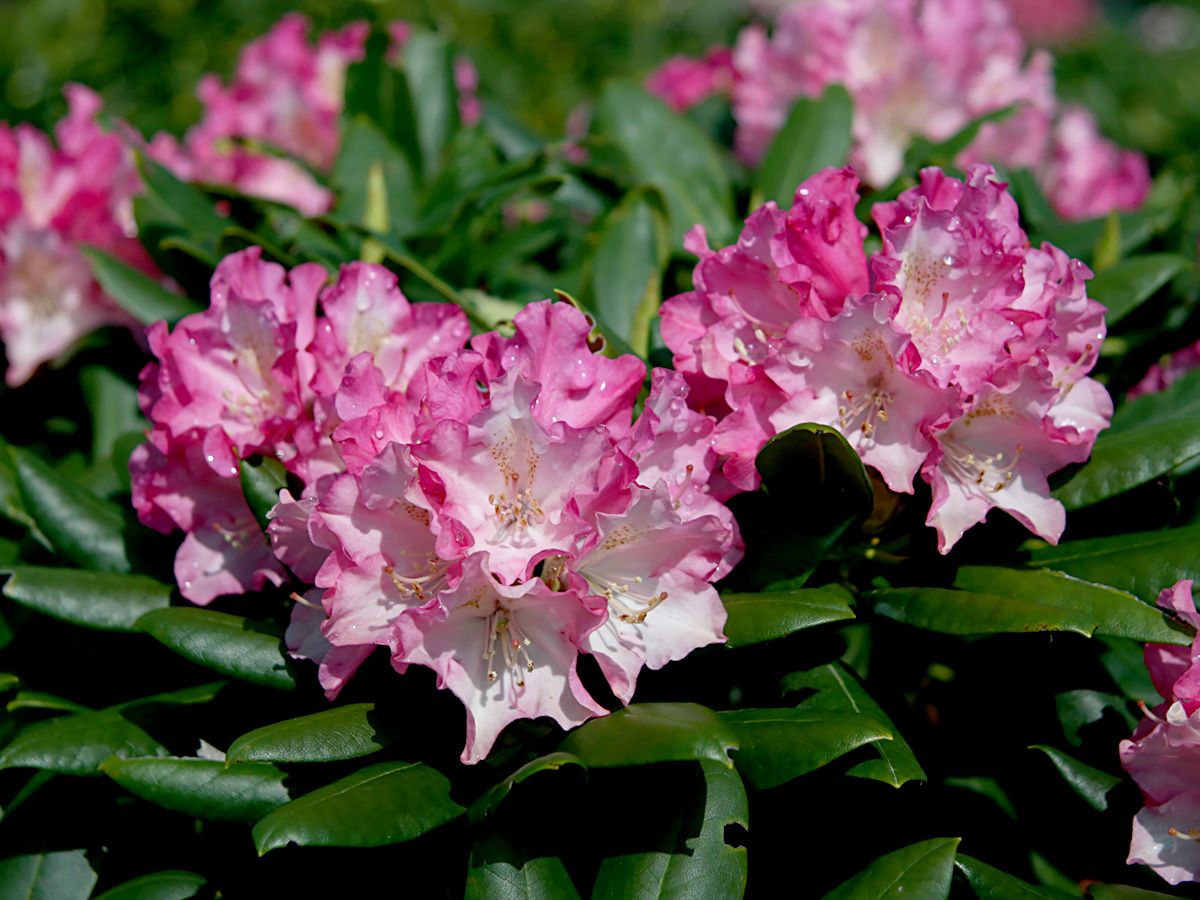 Rhododendron Kalinka Rhododendron Kalinka