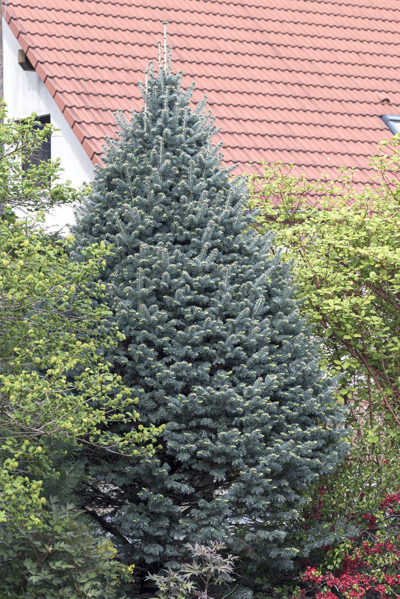 Felsengebirgstanne Compacta