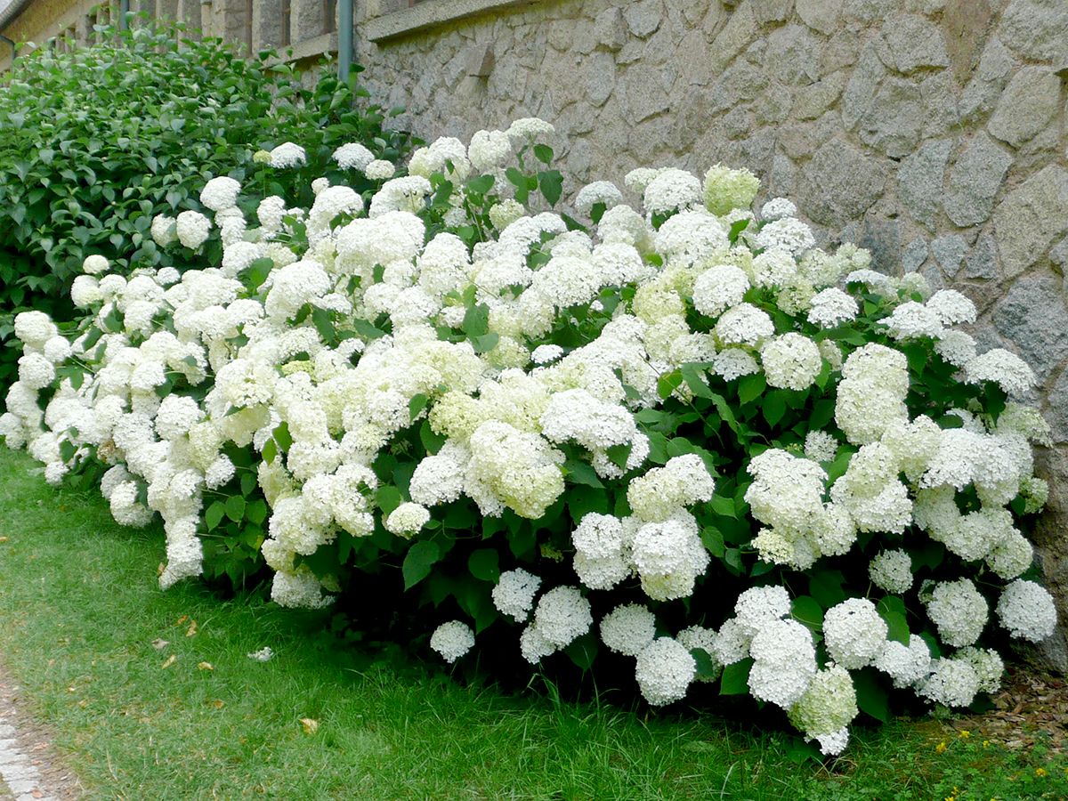 Schneeballhortensie Annabelle Schneeballhortensie Annabelle