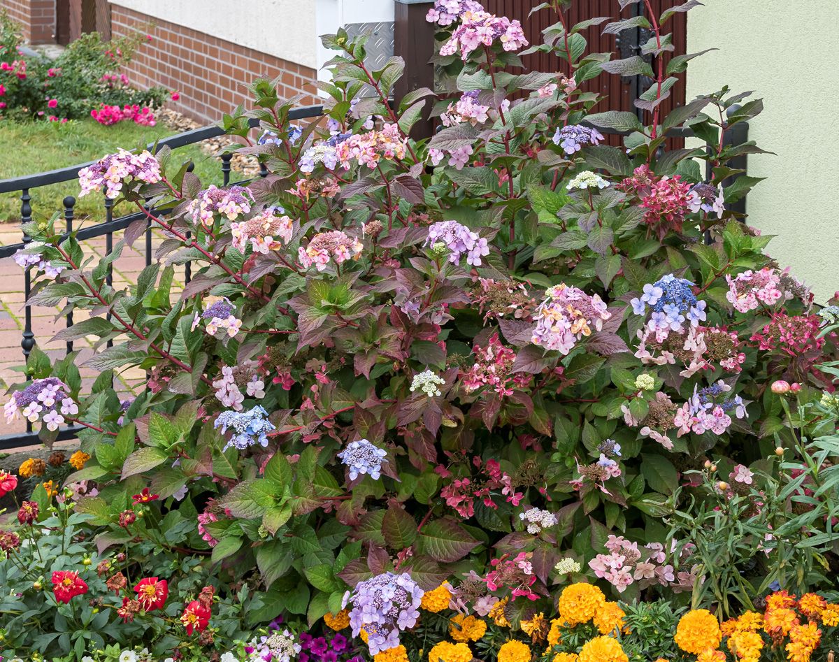 Gartenhortensie Twist-n-Shout®