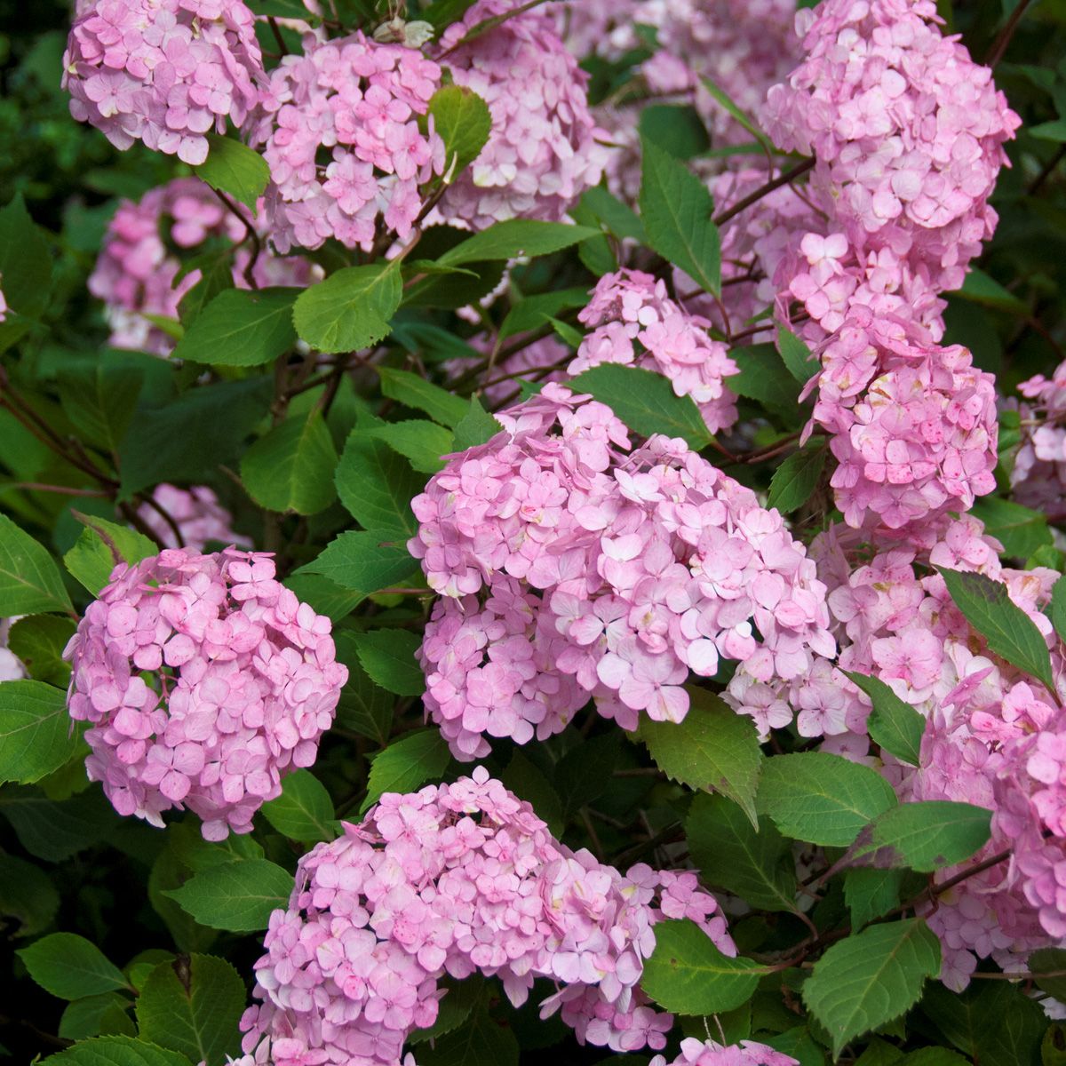 Gartenhortensie Preziosa
