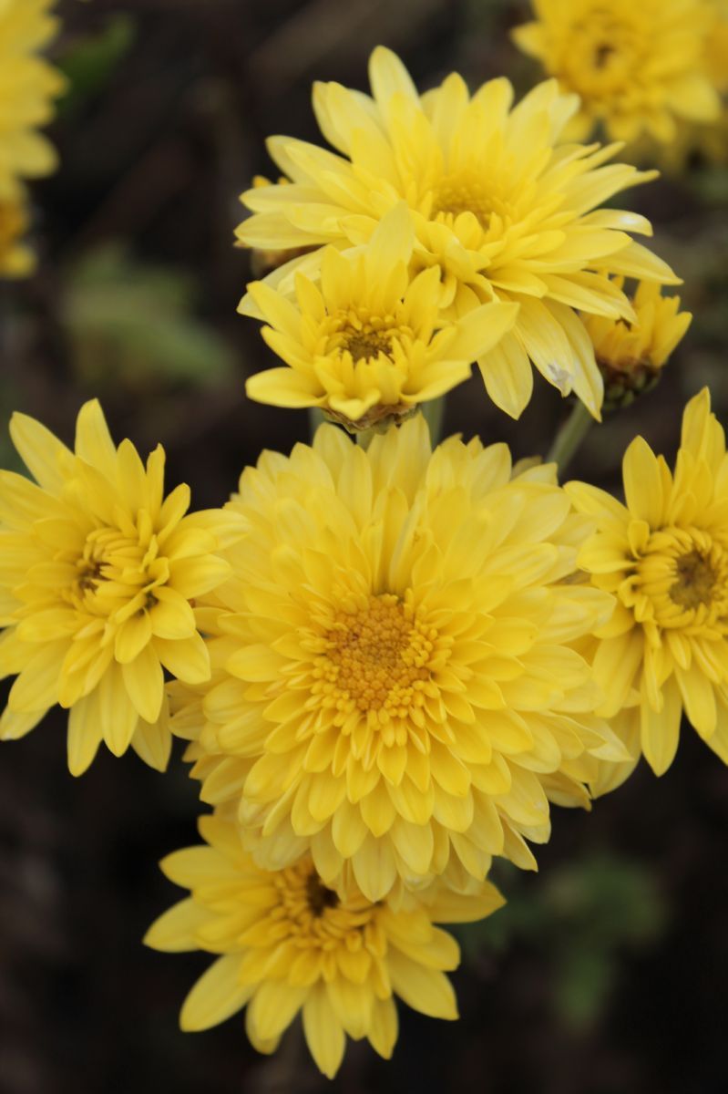 Winteraster Beppie Gelb