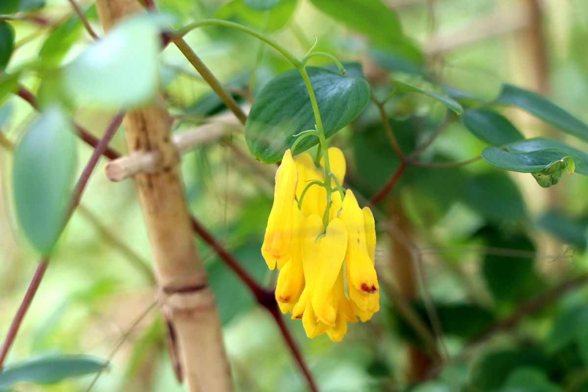 Kletterndes Frauenherz