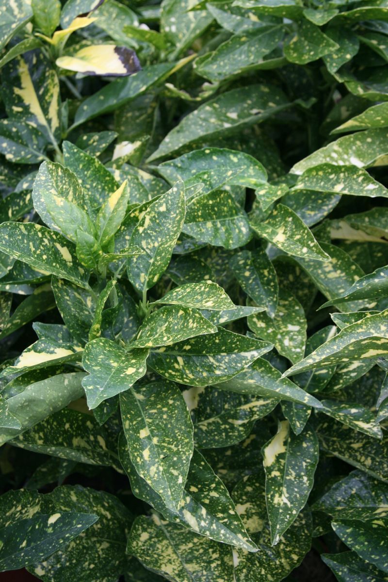 Gelbbunte Aukube Variegata