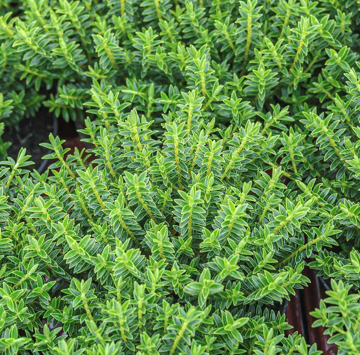 Strauchveronika Strauchveronika