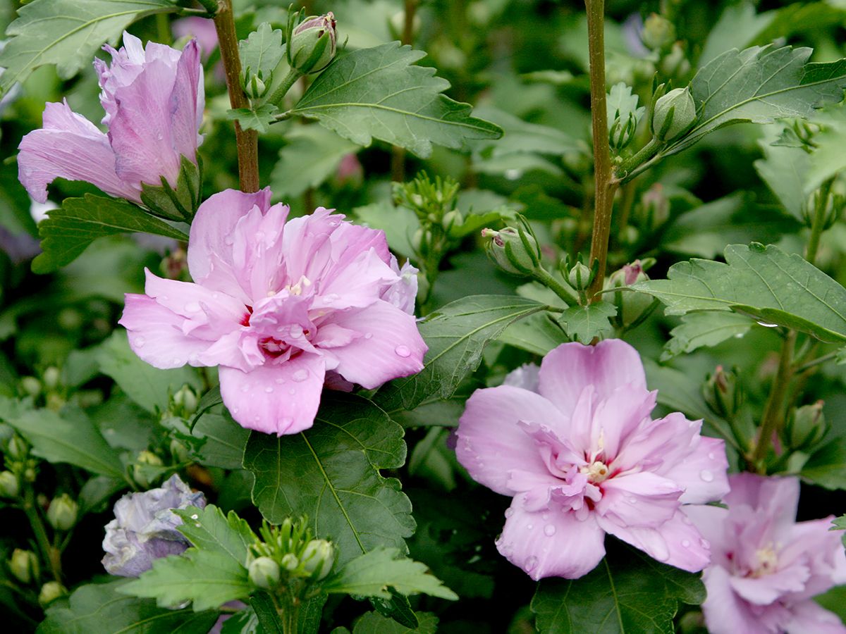 Hibiskus Ardens Hibiskus Ardens